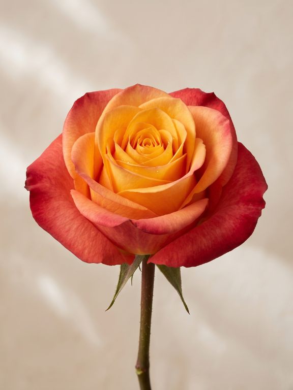 SILANTOI  BI-COLOR YELLOW/RED ROSES